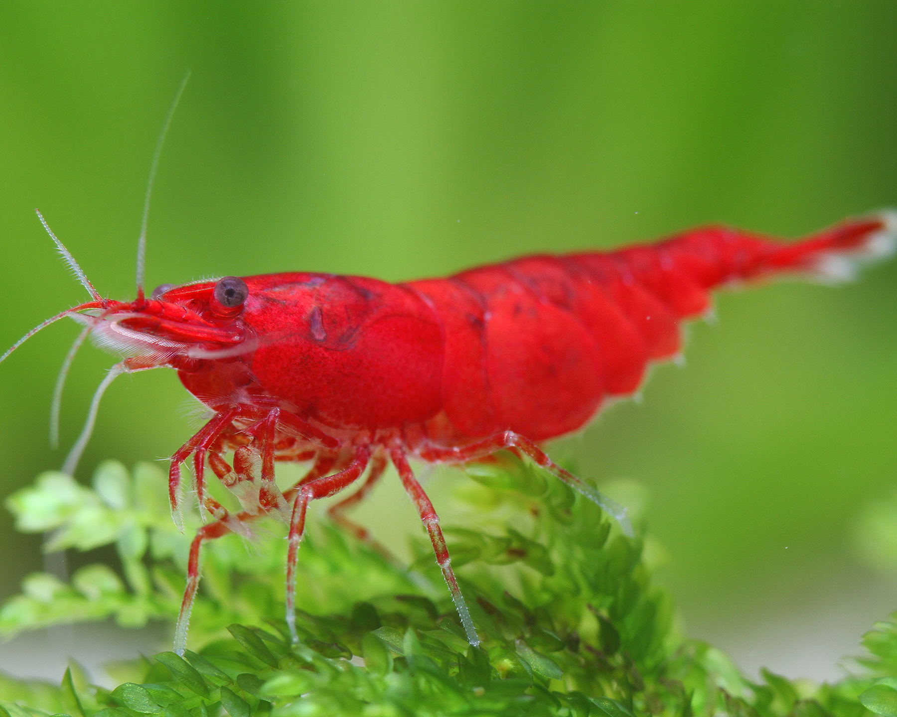 Will Your Freshwater Shrimp Survive the Next Molt? A Water-Quality Decision Guide